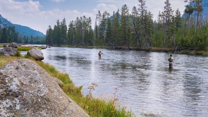 Man and woman fly fishing in the Madison River near the west gate of Yellowstone National Park in Wyoming.