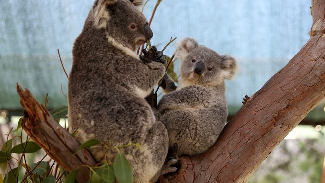 SYDNEY, AUSTRALIA - SEPTEMBER 03: Koala joey 'Fox' ( named in honour of Jess and Noemie Fox) and his mother Scarlet are seen at WILD LIFE Sydney Zoo on September 03, 2024 in Sydney, Australia.