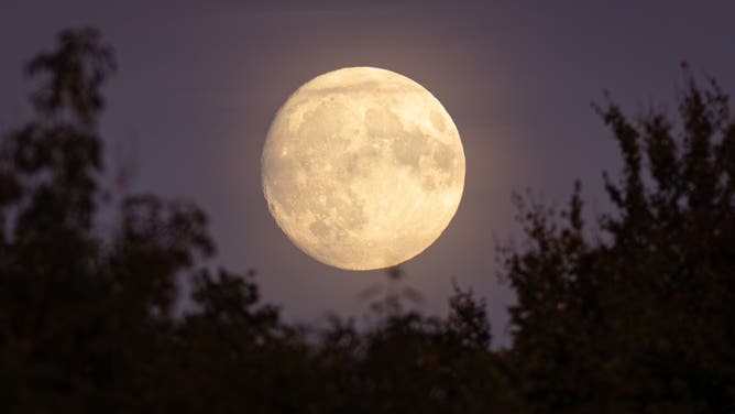 BATH, UNITED KINGDOM - SEPTEMBER 16: The almost full harvest supermoon rises behind the recently restored Beckford's Tower on September 16, 2024 in Bath, England.