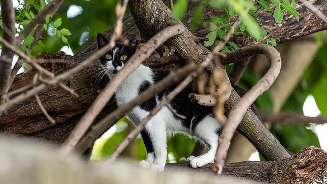 Stray cat in Florida.