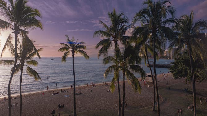 Palm Trees over Waikiki Beach and Honolulu Skyline, Hawaii.