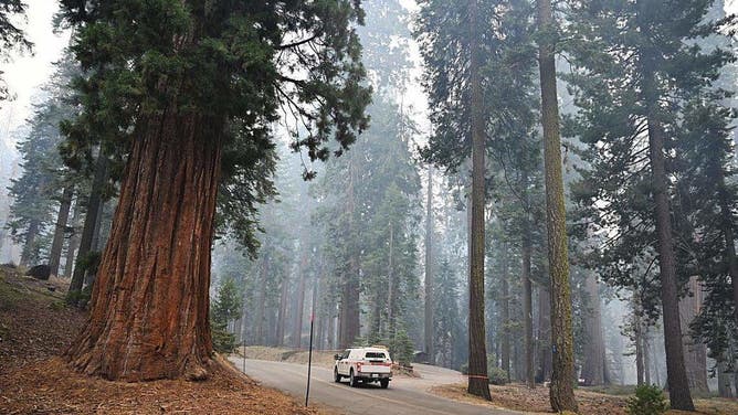 A truck passes the McKinley Grove of goant sequoias as the Garnet Fire burns in the Sierra National Forest southeast of Shaver Lake along McKinley Grove Road Tuesday, Sept. 9, 2025.