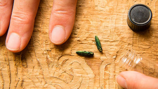 Colleen Teerling, Entomologist, Maine Forest Service Insect and Disease Lab, shows evil emerald ash borer specimens and the damage hey can cause on trees. She is researching if they have reached Maine yet.
