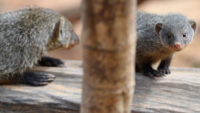 Photo of mongoose.
