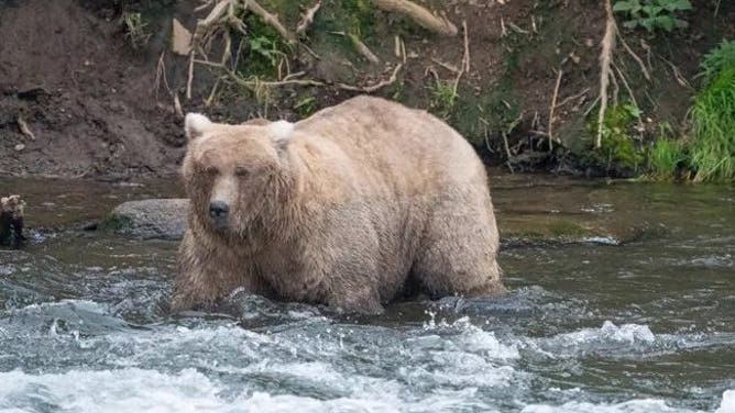 Grazer in the water.