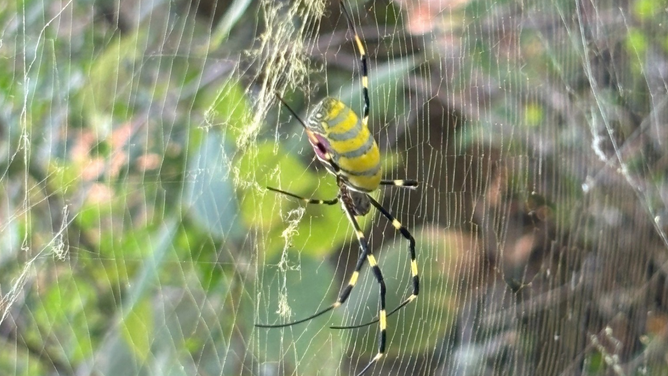 Photo of the invasive Joro spider (Trichonephila clavata).