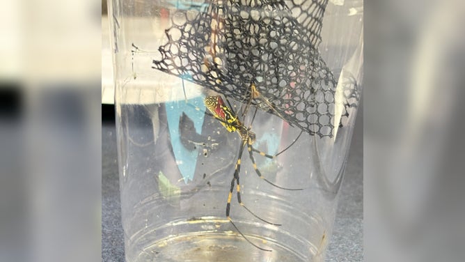 Photo of the invasive Joro spider (Trichonephila clavata).