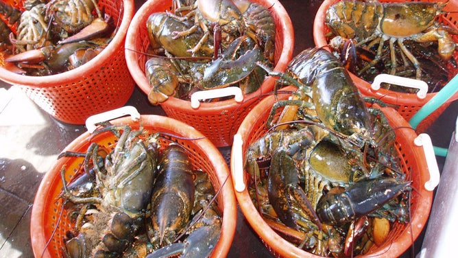 Buckets of American lobsters.