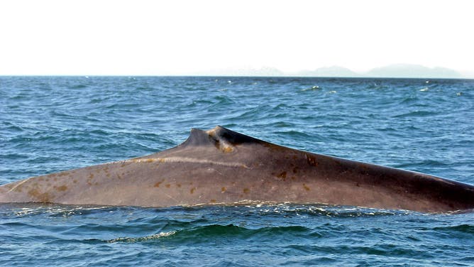 The fin whale known as "Lunch."