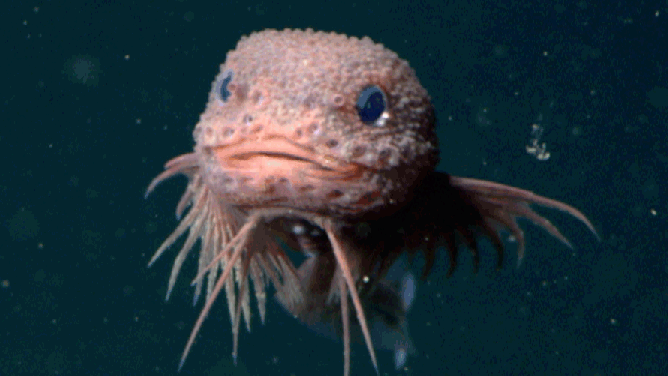 CT scans conducted at Friday Harbor Laboratories revealed the skeleton and internal anatomy of the bumpy snailfish complementing MBARI’s video observations to provide a detailed description of the fish’s morphology. Credit: Steven Haddock/MBARI. Snailfish image/ CT image :Mackenzie Gerringer