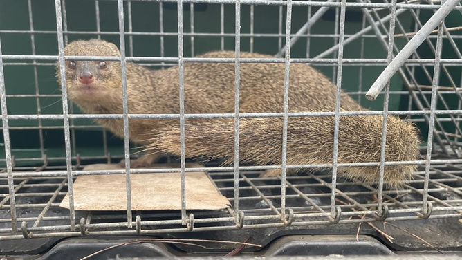 Photo of a live mongoose that has been captured on Kauai.