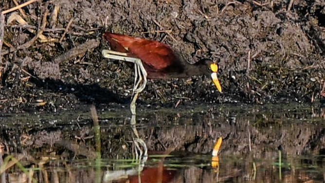 A Northern Jacana seen at the Santa Ana National Wildlife Refuge in Alamo, Texas.