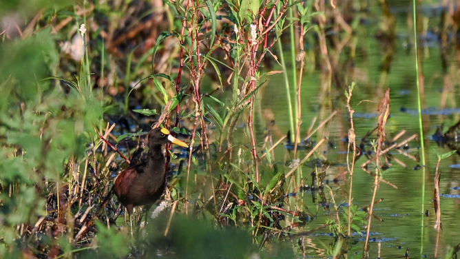 A Northern Jacana seen at the Santa Ana National Wildlife Refuge in Alamo, Texas.