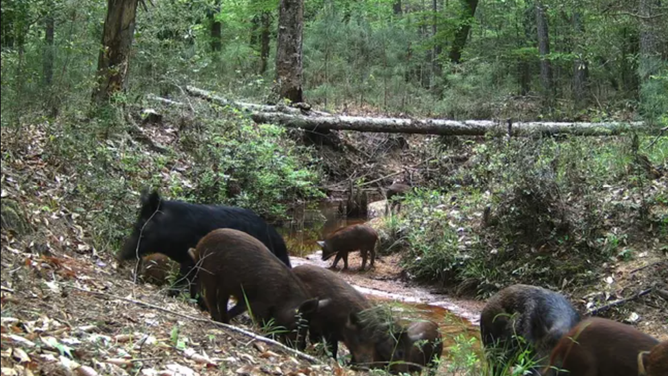 Photo of feral swine, which are also known as wild boars, in Texas.
