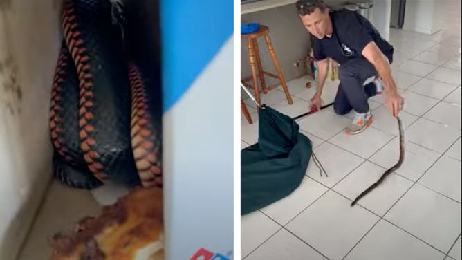 The red-bellied black snake in the pizza box, on the left, and Snake Catcher Dan with the snake on the right.