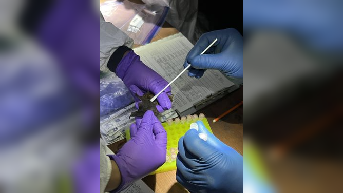Laboratory tests conducted by the U.S. Geological Survey detected the presence of the fungus that causes white-nose syndrome.