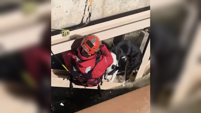 Watch: Dog rescued from rushing water in California Aqueduct