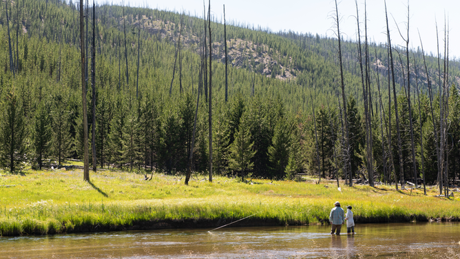 YELLOWSTONE NATIONAL PARK, WY - JULY 23: Yellowstone Wildland Fire Management team members briefed reporters on July 23, 2018 in Yellowstone National Park, WY on the state of Yellowstone 30 years after the 1988 fires. The fires in 1988 burned 793,800 acres, 39% of Yellowstone's 2.2 million acres. After 30 years most of the parks lodgepole pines destroyed in 1988 have regenerated and are thriving. A father and son fly fish on the Gibbon River. The lodgepole pines in the background have gown since the 1988 fires.