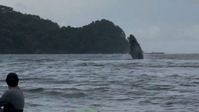 The whale swims away, breaching the water again.