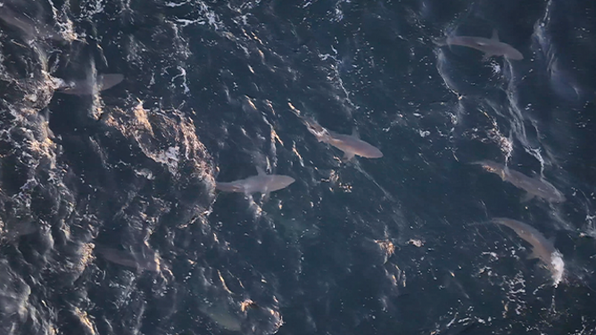 Watch: Hundreds of sharks spotted swimming, jumping out of Atlantic off Long Island coast