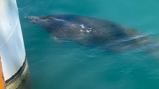 A West Indian manatee in Port Aransas, Texas in August 2025.