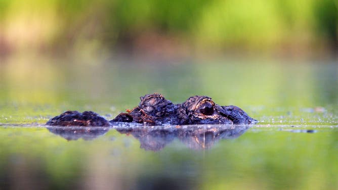 FILE: An alligator in the Okefenokee Swamp.