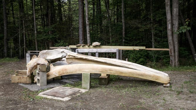 Fine whale skull