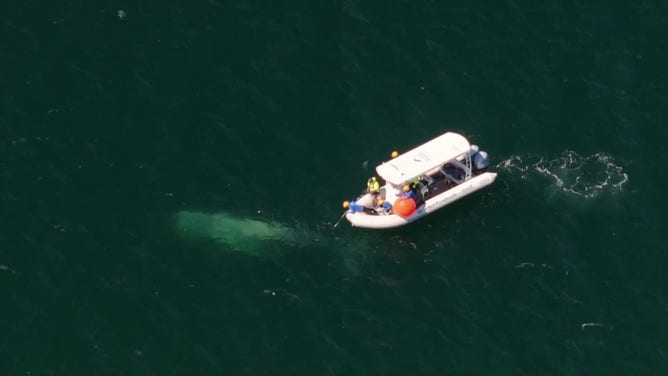 Whale rescue operation off of Australia.