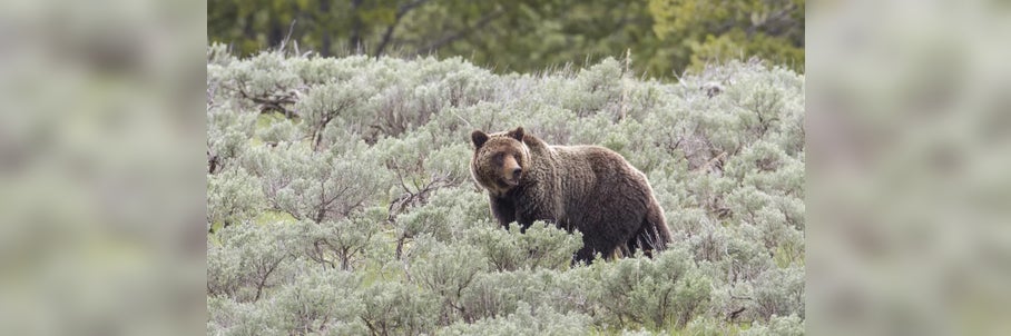 Yellowstone National Park trail shut down after first bear attack in 4 years