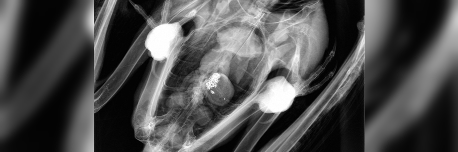 Bald eagle’s deadly lead poisoning from spent ammo renews concerns ahead of deer hunting season