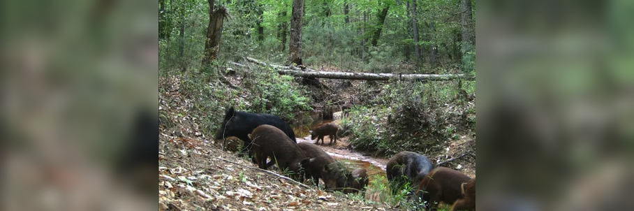 Cats among top 5 invasive pests in America’s national parks