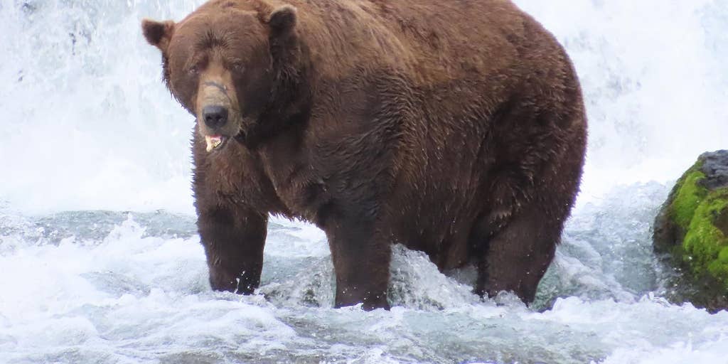Meet the bears competing to be the 2026 Fat Bear Week champion in Alaska national park