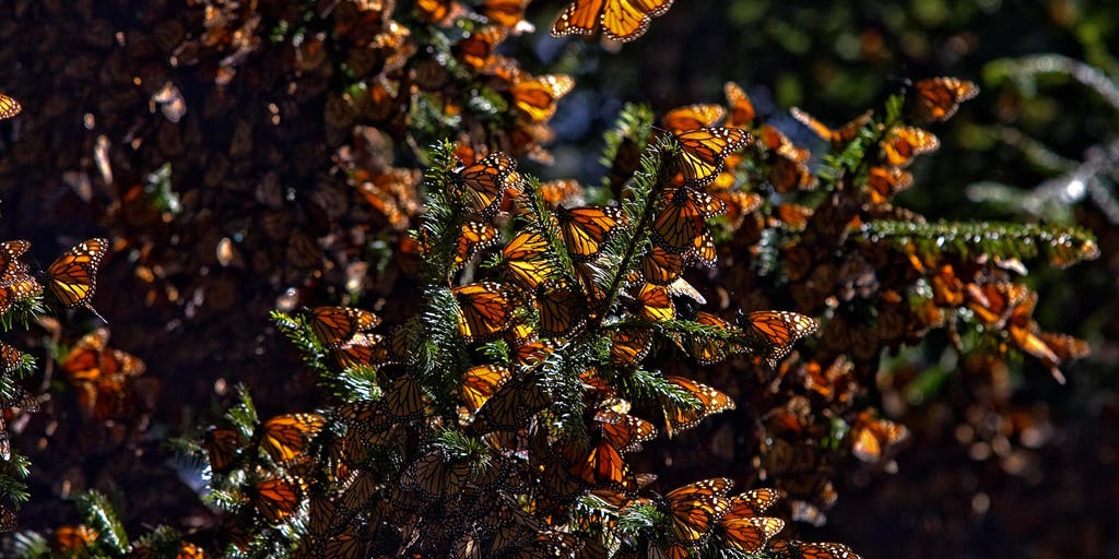 Migration Routes Mexico New tracking tech offers unprecedented look at monarch butterflies ...