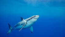 Swimmer attacked by shark while crossing Southern California's Catalina Channel