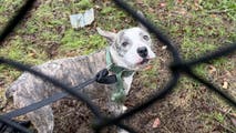 Connecticut pup abandoned, tied to fence during nor'easter downpours