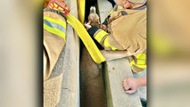 Michigan officials rescue a deer trapped between concrete barriers