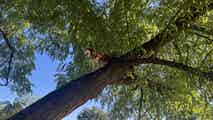 Squirrel chase leaves husky stranded high up a tree
