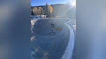 Watch: Moose calf saved in intricate rescue from skate park bowl in Colorado
