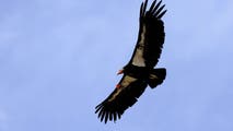 California Condor delicately treated for fractured wing at Oakland Zoo