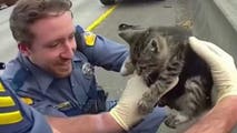 Mews at 11: Watch as kitten saved from getting trapped on Washington freeway