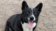 Thunderstorm sparks mysterious 2,000-mile journey for spooked California pup later found in Illinois