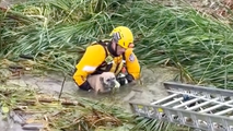 Watch: California dog rescued after being trapped by floodwater