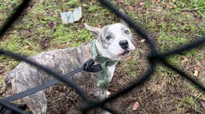 Connecticut pup abandoned, tied to fence during nor'easter downpours