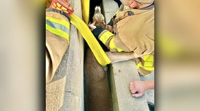 Michigan officials rescue a deer trapped between concrete barriers