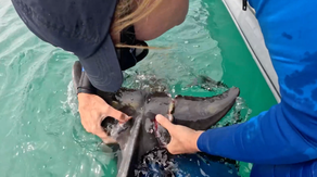 See it: Heroic rescuers tackle dolphin calf tangled in fishing line