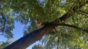 Squirrel chase leaves husky stranded high up a tree