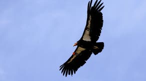 California Condor delicately treated for fractured wing at Oakland Zoo