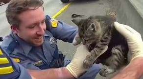 Watch as kitten saved from getting trapped on Washington freeway