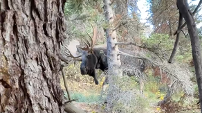 Hiker hides from moose in 'scary' encounter within Glacier National Park