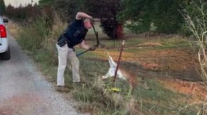 D'oh! Baby deer freed from fence, runs right back into trouble
